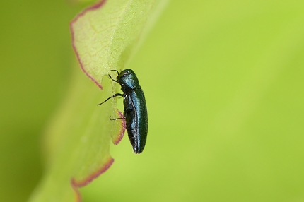 Agrilus cyanescens 6-2021 7925